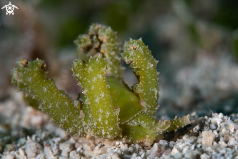 A Nudibranch 