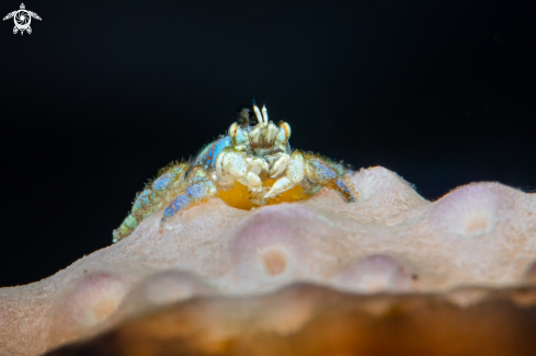 A Coral Gall Crab