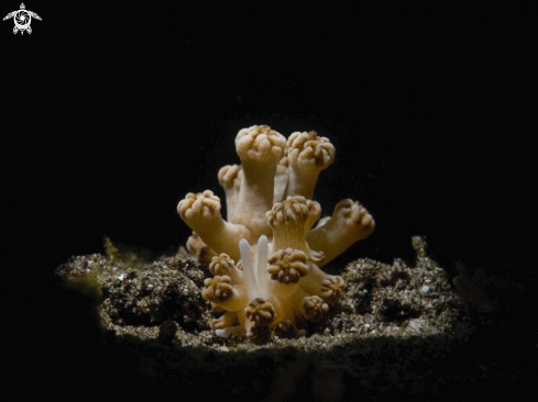 A Nudibranco