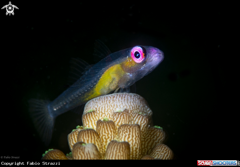 A Pink eye goby