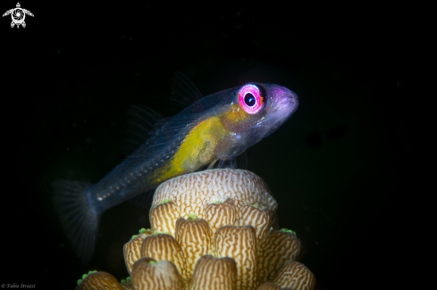 A Pink eye goby