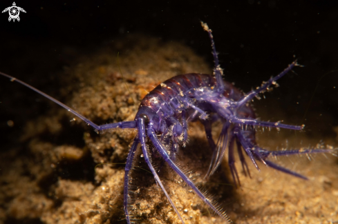 A eulimnogammarus czerskii | ARTHROPODS