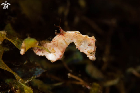 A Pygmy Seahorse 