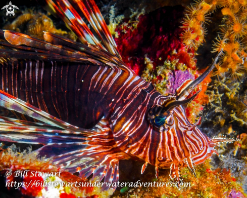 A Red Lionfish