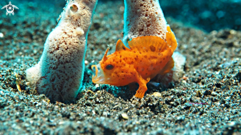 A Nudiantennarius subteres | Frogfish 