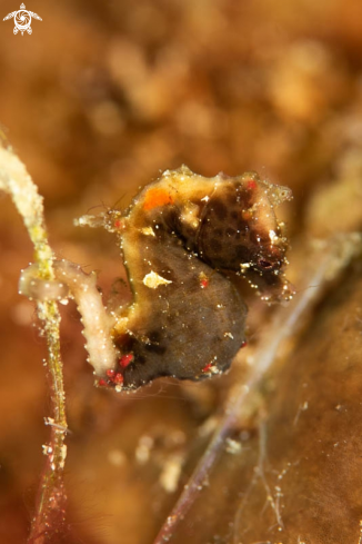 A Pygmy Seahorse 