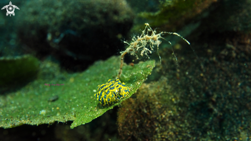 A costasiella sp. with Caprella linearis