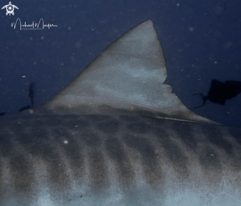 A Tiger Shark Dorsal fin close range