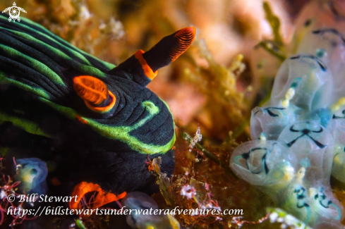 A Nembrotha kubaryana | Nudibranch