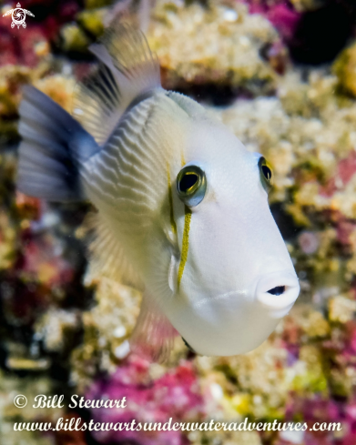 A Scythe Triggerfish