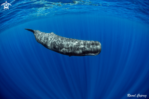 A Sperm Whale