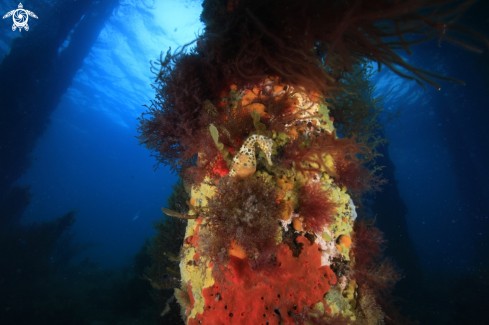 A Potbelly Seahorse