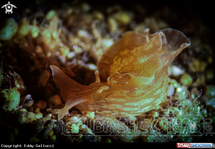 A Seaslug