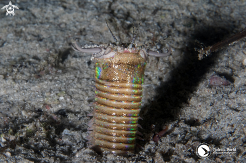 A Eunice aphroditois | Bobbit Worm