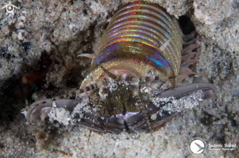 A Eunice aphroditois | Bobbit Worm