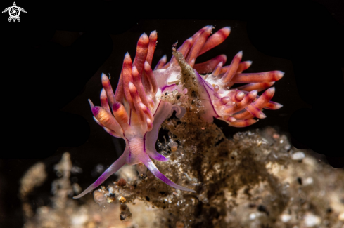 A Flabellina rubrolineata