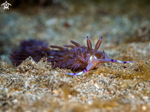 A Nudibranch