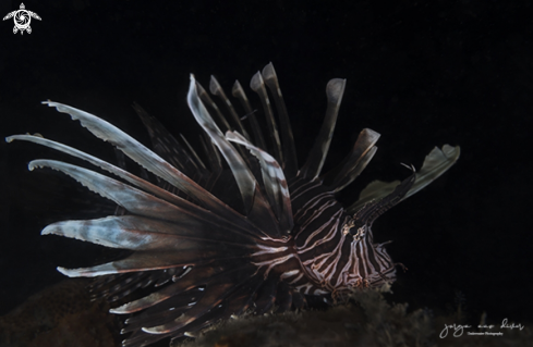 A Pterois Volitans | Lionfish