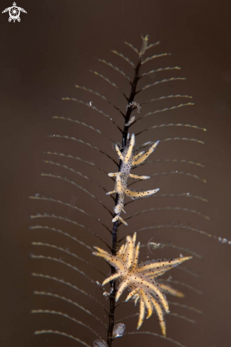 A Nudibranch 