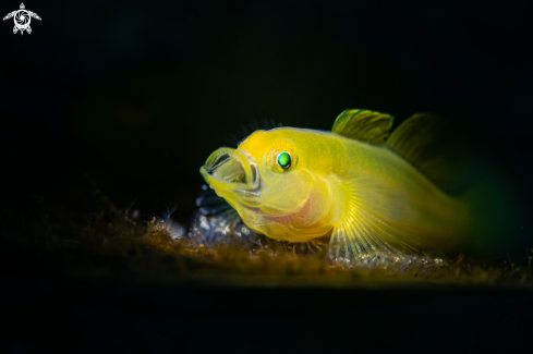 A Yellow Goby