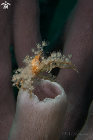 A Spiny Spider crab  (Achaeus spinosus) 