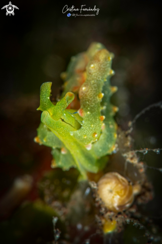 A Lobiger viridis | Nudibranch