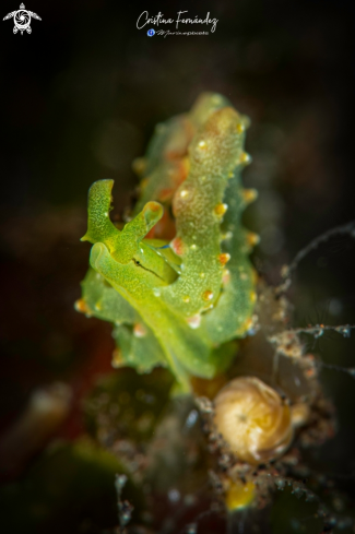 A Nudibranch