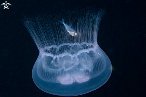 A Jellyfish