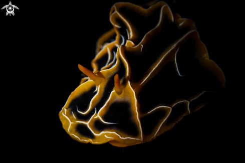 A Nudibranch