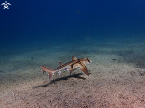 A Heterodontus portusjacksoni | Port Jackson shark