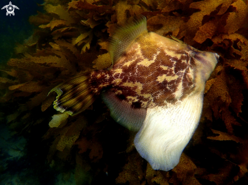 A Monacanthus chinensis | Fan-bellied leatherjacket