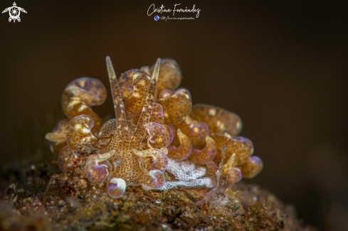 A Phyllodesmium macphersonae | Nudibranch