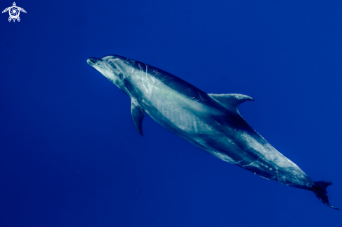 A Bottlenose dolphin