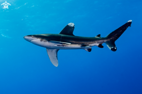 A Oceanic white tip shark