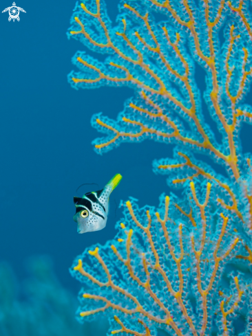 A Canthigaster Valentini | Black Saddled Toby 