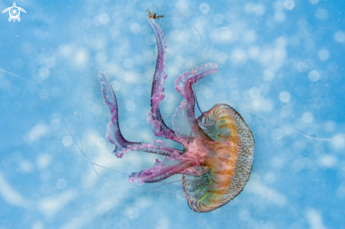 A Pelagia noctiluca