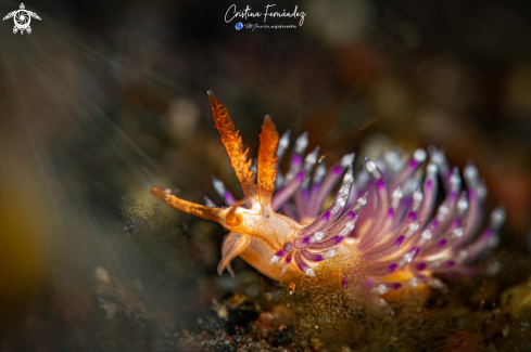 A Nudibranch