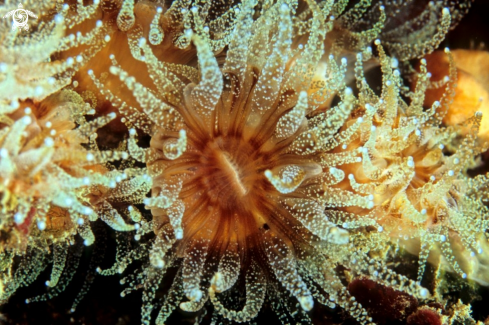 A anemone