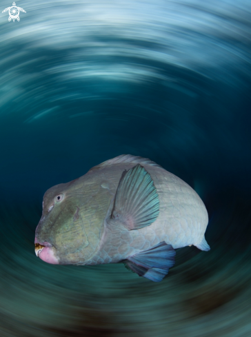 A Bumphead Parrotfish 