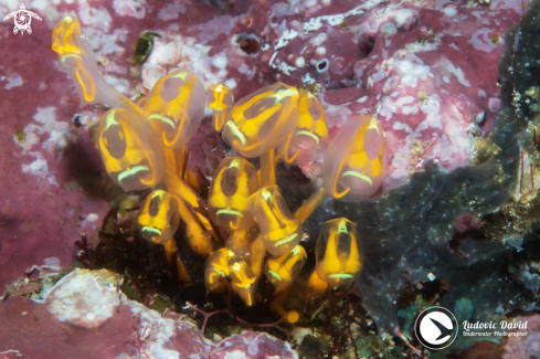 A Stalked Ascidian