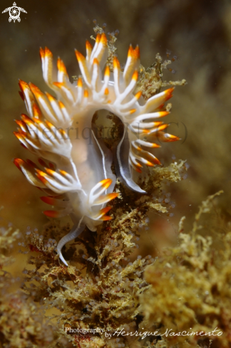 A Nudibranch