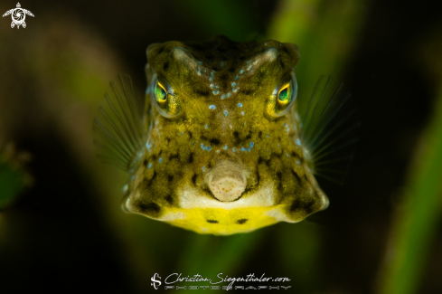 A Yellow boxfish juvenile 