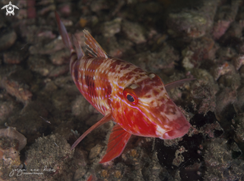 A Spotted Goatfish