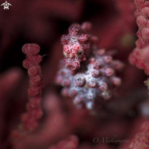 A Pygmy seahorse 