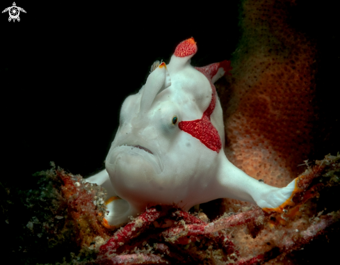 A Frog Fish