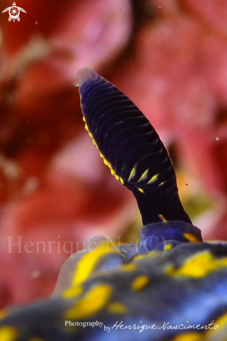 A Nudibranch