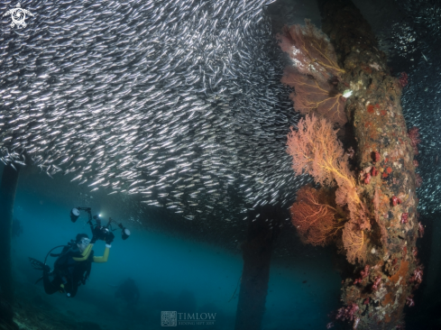 A Engraulis encrasicolus | European Anchovies and Seafans