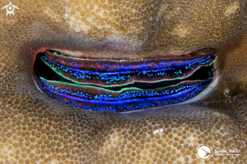 A Pedum spondyloideum | Iridescent Scallop