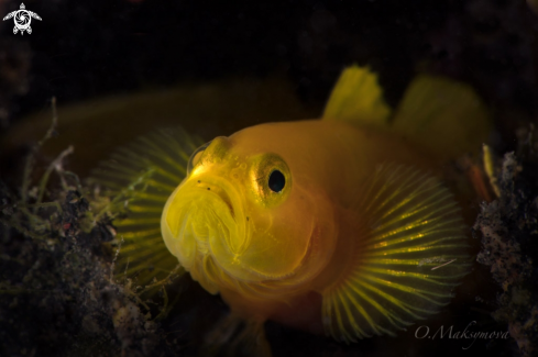 A Yellow Pygmy-goby (Lubricogobius exiguus)