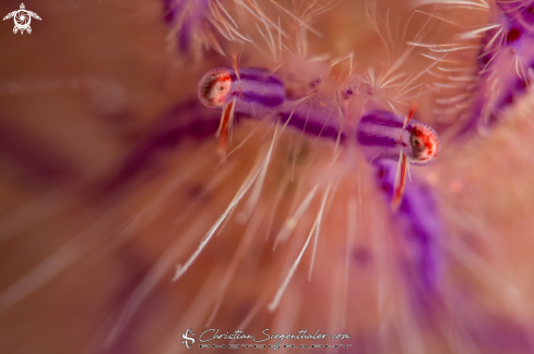 A Hairy squat lobster